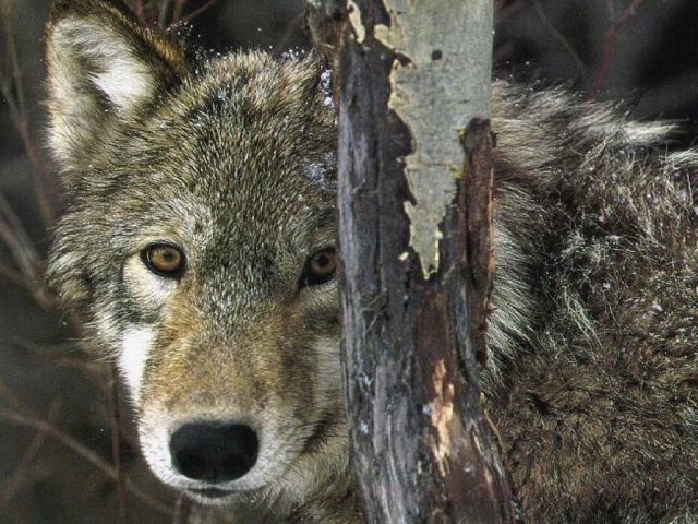 loups017.jpg