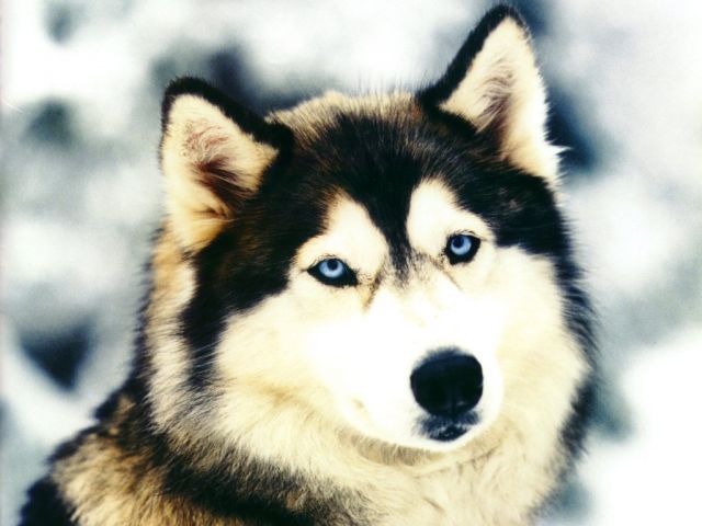 loups021.jpg