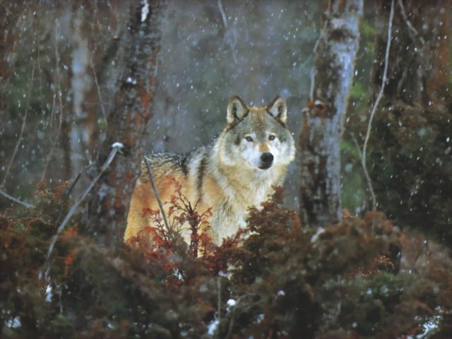 loups024.jpg