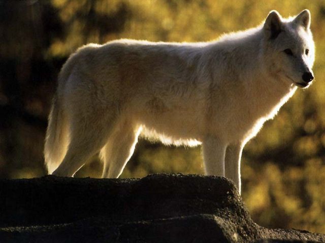 loups025.jpg