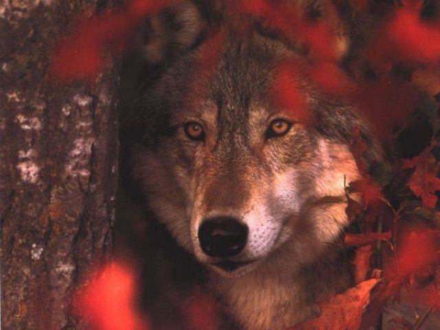 loups028.jpg