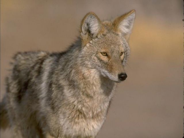 loups030.jpg