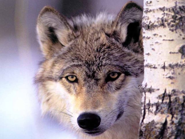 loups031.jpg