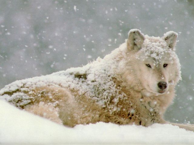loups032.jpg