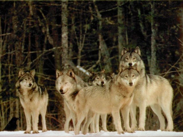loups034.jpg