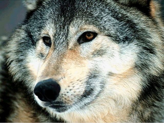 loups035.jpg