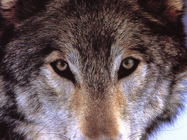 loups036.jpg