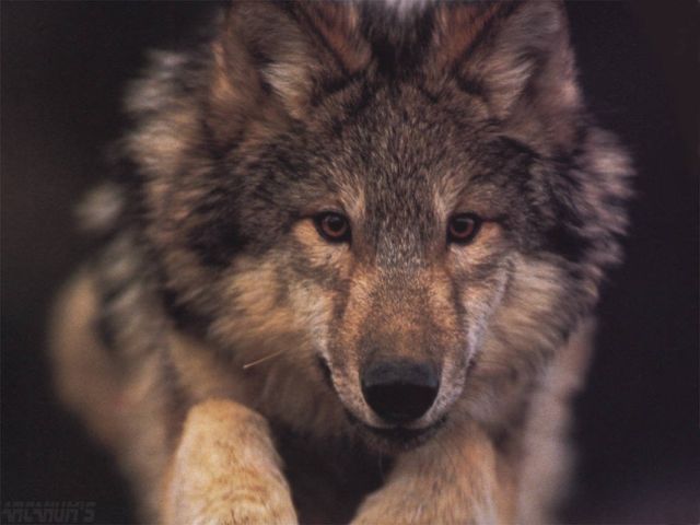 loups037.jpg