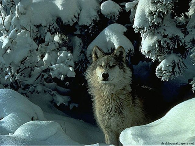loups040.jpg