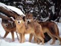 loups001.jpg