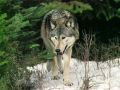 loups002.jpg
