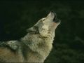 loups003.jpg