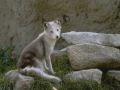 loups004.jpg
