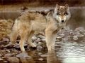 loups005.jpg