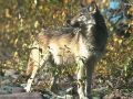 loups007.jpg