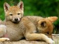 loups008.jpg