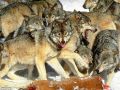 loups009.jpg
