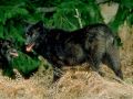 loups010.jpg