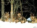 loups011.jpg