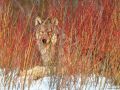 loups013.jpg