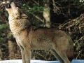 loups015.jpg