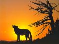 loups016.jpg