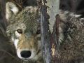 loups017.jpg