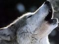 loups018.jpg