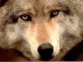 loups019.jpg