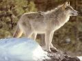 loups020.jpg