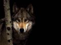 loups022.jpg
