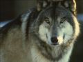 loups023.jpg