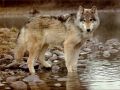 loups026.jpg