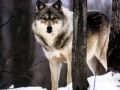 loups027.jpg