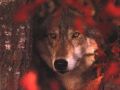 loups028.jpg