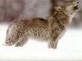 loups029.jpg