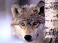 loups031.jpg