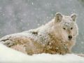 loups032.jpg