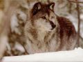 loups033.jpg