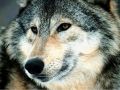 loups035.jpg