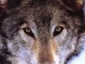 loups036.jpg