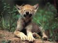 loups038.jpg