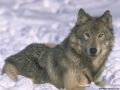 loups039.jpg
