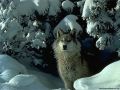 loups040.jpg