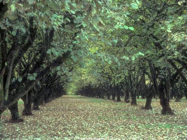 Nature_Wallpapers-001.jpg