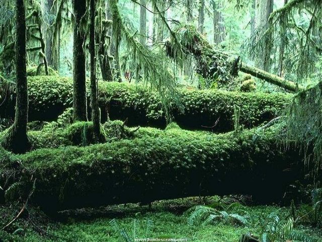 Nature_Wallpapers-004.jpg