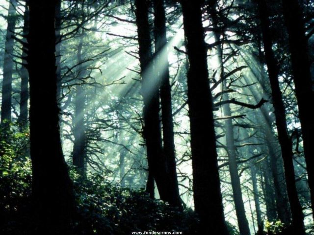 Nature_Wallpapers-007.jpg