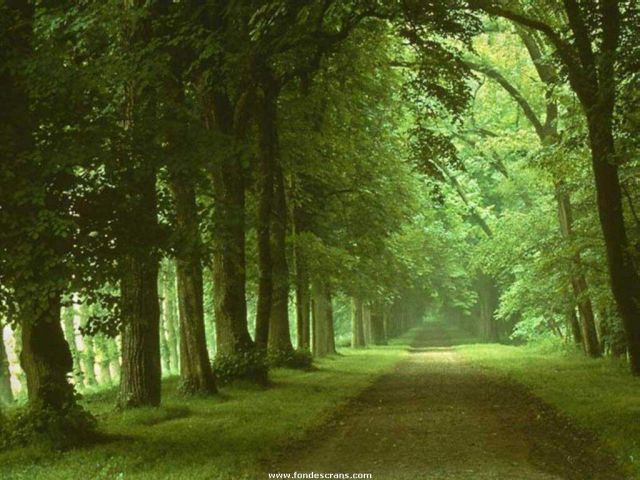 Nature_Wallpapers-008.jpg