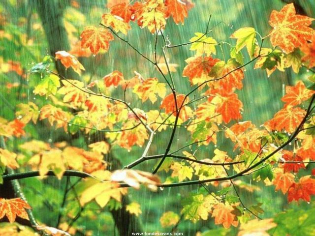 Nature_Wallpapers-010.jpg