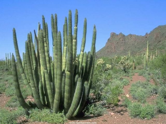 Nature_Wallpapers-012.jpg